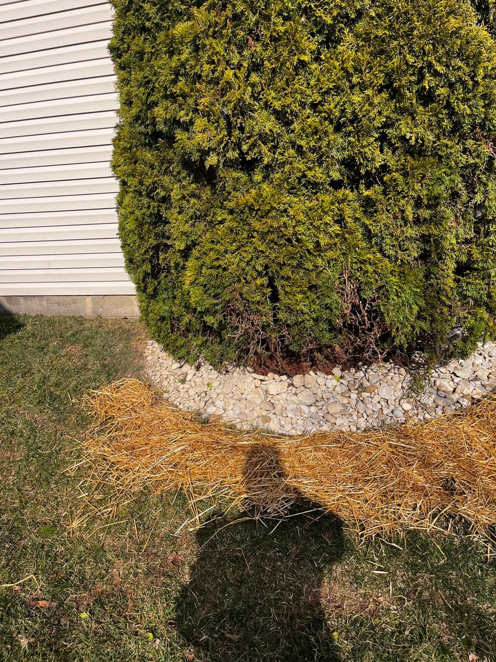 Shadow of a person beside a lush green shrub and textured stone border on a yard.