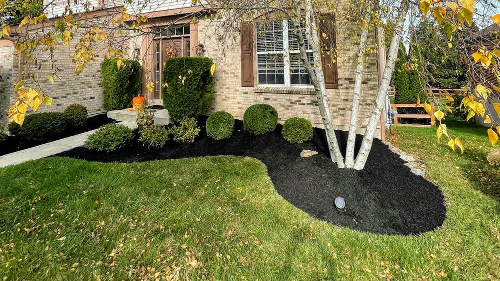 Front yard landscaping with trimmed bushes, black mulch, and a brick house backdrop.